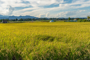 収穫期の田圃風景