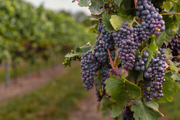 Grapes in Vineyard Ready for Harvest