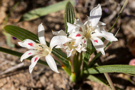 Close-up of the white Granite Trumpet Bobbejaantjie (Babiana tubulosa) plant flowering