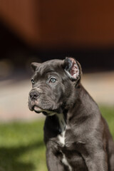 Italian cane Corso puppy	