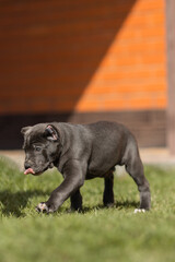 Italian cane Corso puppy	