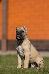 Fototapeta premium Italian cane Corso puppy 
