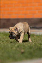 Fototapeta premium Italian cane Corso puppy 