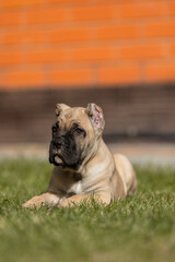 Obraz premium Italian cane Corso puppy 