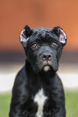 Italian cane Corso puppy	
