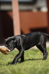 Italian cane Corso puppy	