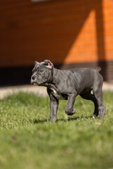 Italian cane Corso puppy	
