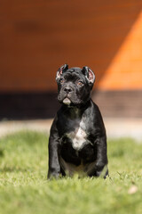 Italian cane Corso puppy	