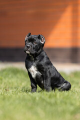 Italian cane Corso puppy	