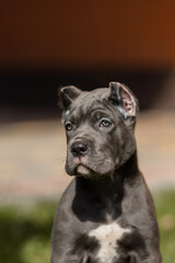 Fototapeta premium Italian cane Corso puppy 