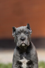 Italian cane Corso puppy	