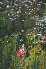 Curious cat explores a lush garden filled with vibrant wildflowers on a sunny afternoon. a bengal cat ventures beneath fragrant flowers, joyfully exploring its lively surroundings.
