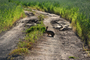 A rabbit stands on a dirt road in a field of green in the sunset