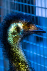 Close up of an ostrich's head with a blue background