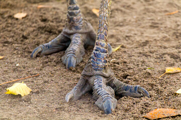 The feet of a large bird, possibly an ostrich, with its claws visible