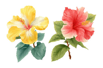 Watercolor illustration of two hibiscus flowers, one yellow and one red, with green leaves