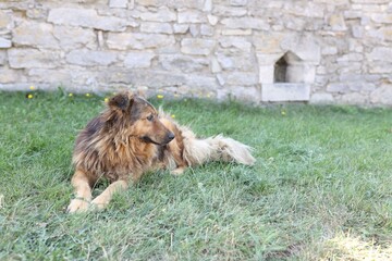 Cute stray dog on green grass outdoors, space for text. Homeless pet