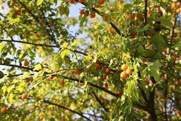 Many cherry plums growing on tree in garden