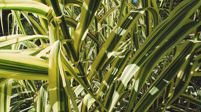 Branches and leaves of the reed Arundo donax.
