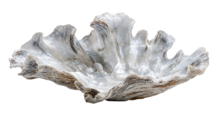 Clam fragment background isolated on a Transparent background, PNG file.