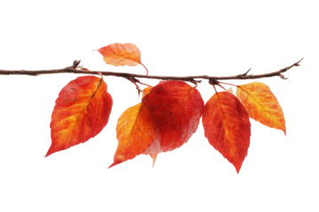 A vibrant, autumn-colored branch with five leaves against a transparent background