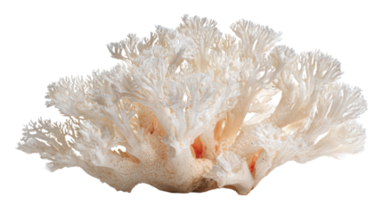 Coral fragment background isolated on a Transparent background, PNG file.
