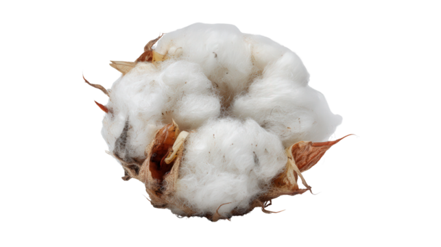 Cotton boll fragment background isolated on a Transparent background, PNG file.