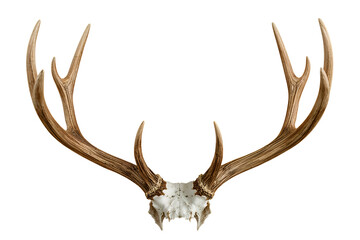 Large elk antlers and skull with intricate branching isolated on a transparent background