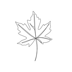 Outline of a maple leaf on white background  