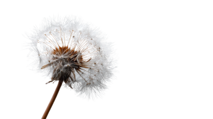 Dandelion seed background isolated on a Transparent background, PNG file.