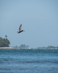 Pelican Cerro Gordo Beach. Vega Alta, Puerto Rico