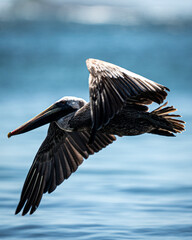 Pelican Cerro Gordo Beach. Vega Alta, Puerto Rico