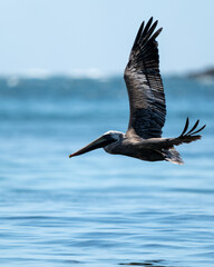 Pelican Cerro Gordo Beach. Vega Alta, Puerto Rico