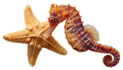 An orange seahorse with a long snout and starfish against a black background