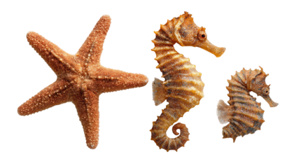 Vibrant macro shot of a starfish and two seahorses against a stark black background