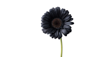 A dark gerbera daisy with a brown center and yellow-green stem against black