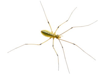 Isolated Opiliones with very long legs, arachnid on clear studio surface, no shadows here