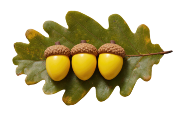 Three vibrant yellow acorns with textured caps rest on a detailed, textured green oak leaf