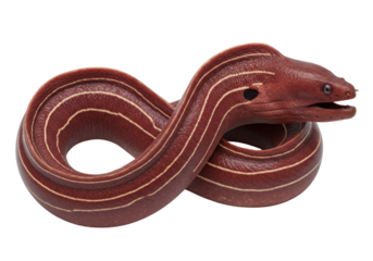 Isolated Striped brown moray eel, marine predator, wild animal, underwater species, coiled body