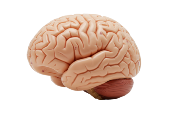 Anatomical model of a human brain isolated on transparent background, detailed medical teaching aid for educational purposes