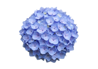 Isolated blue hydrangea blossom bunch, romantic single bloom hydrangea macrophylla flower head