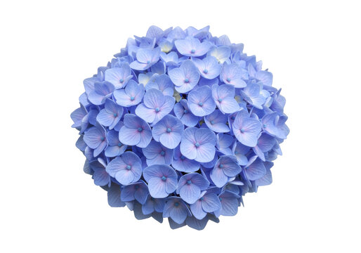 Isolated blue hydrangea blossom bunch, romantic single bloom hydrangea macrophylla flower head