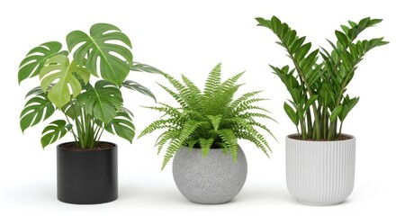 Obraz premium Elegant indoor houseplant collection enhancing home decor and creating fresh atmosphere