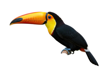 Isolated Channel-Billed Toucan Bird perched on a branch with vibrant plumage, South American wildlife