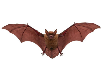 Isolated greater noctule bat flying with large wings against a blank backdrop, full view