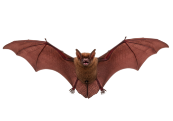 Isolated greater noctule bat flying with large wings against a blank backdrop, full view