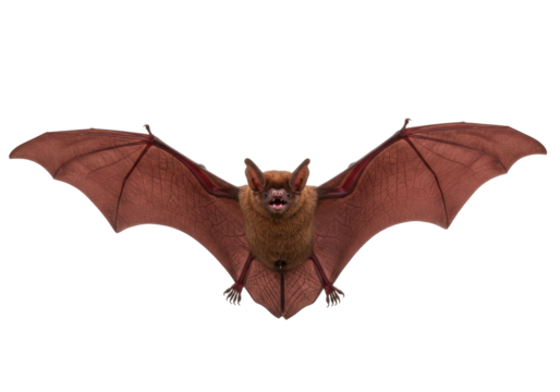 Isolated greater noctule bat flying with large wings against a blank backdrop, full view
