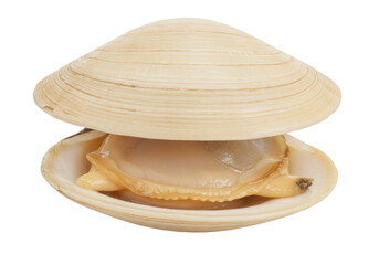 Isolated Opened Clam Shell with Raw Edible Seafood Inside Shellfish Sea Delicacy
