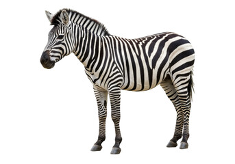Isolated Zebra stands, showing off distinct pattern of stripes in natural color hues