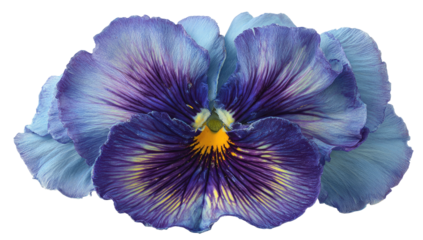 A close-up shot of a vibrant, multi-colored pansy blossom against a transparent background